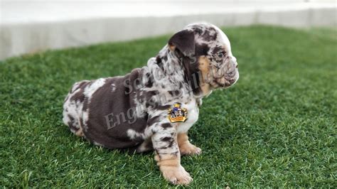 Our chocolate and tan tri bulldog lexi has given birth naturally to quality puppies. Chocolate Tri Merle Boy 1 English Bulldog Puppy | Welcome ...