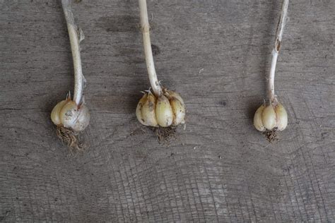 Thresh Farmstead Wild Garlic Scapes Thresh Seed Co
