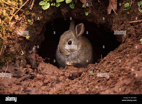 Young Rabbit In The Mouth Of Its Burrow Warren Oryctolagus Cuniculus