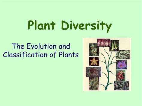 Ppt Plant Diversity Powerpoint Presentation Free Download Id6735282