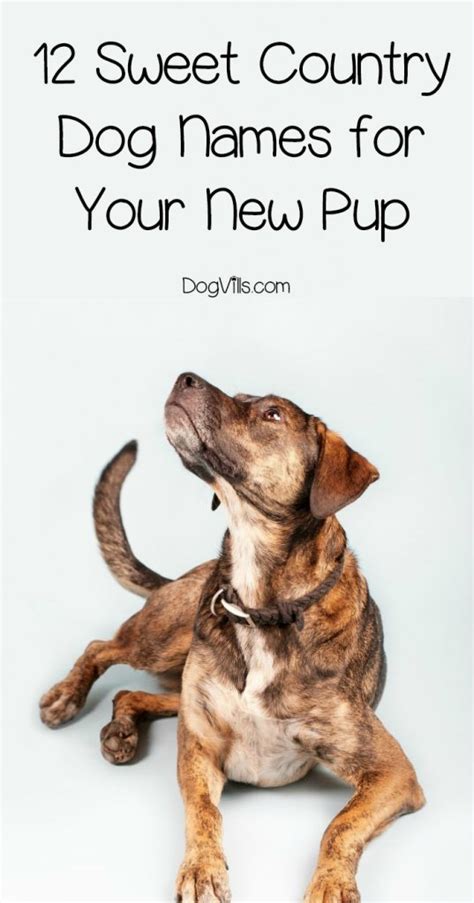 Naming your dog is the first experience you share with your new pet and it can be a bonding experience too. 12 Sweet Country Dog Names for Your New Pup - DogVills