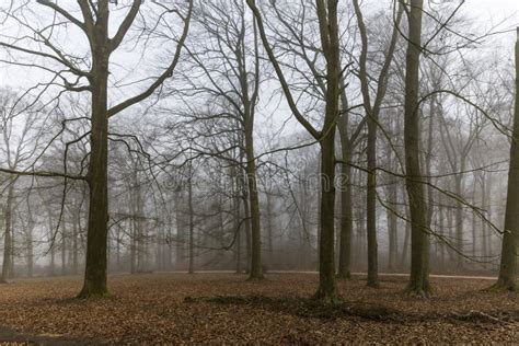 Misty Dead Tree Landscape With Leaves On The Ground Stock Photo Image