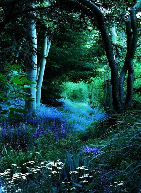 Blue Forest Beautiful Nature Landscape Nature