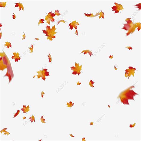 Maple Leaves Falling