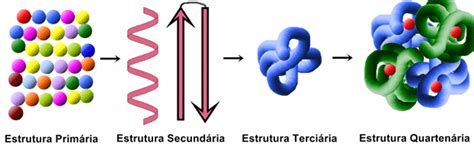 Estrutura Das Proteínas O Que é Definição Tipos E Características