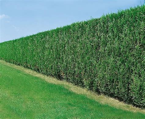 Green Giant Arborvitae Thuja X Green Giant Instanthedge