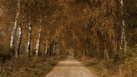 Road Between Birch Trees During Fall 4k Hd Nature Wallpapers Hd