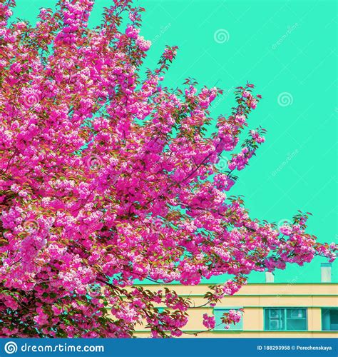 Spring Vibes Fashion Aesthetics Wallpaper Cherry Blossom Tree Stock