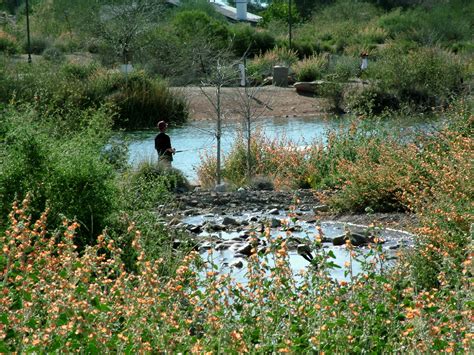 We have reviews of the best places to see in chandler. Water Reclamation Area Becomes Certified Wildlife Habitat ...