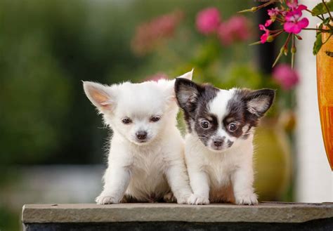 About The Breed Chihuahua Highland Canine Training