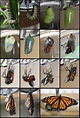 Fotokarten:"Wie entwickelt sich ein Schmetterling" - Dadurch können Sie ...