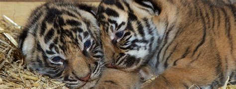 Play with them so they grow faster in this flying tiger simulator! Dreamworld's tiger cubs open their eyes for the first time