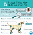 Signs and Symptoms of Lyme Disease in Dogs (Vet Approved)
