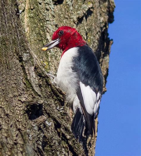 Pelham Bay Park Birding Bronx Bird Guide Nyc Audubon