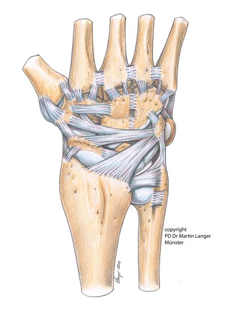If a significant impact injury, such as a fall, did not tear the subsheath, then we have. Ligaments wrist extrinsic 2011