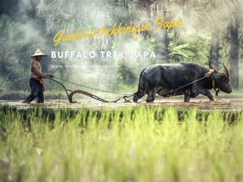 Buffalo Trek Sapa An Unforgettable Experience