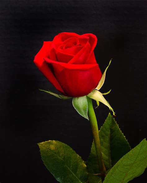 Single Red Rose Photograph By Janna Scott