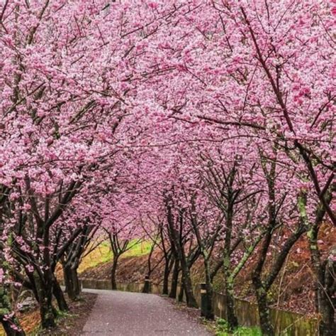 Pink Sakura Cherry Blossom Tree Seeds Etsy In 2021 Perennial Plants Tree Seeds Plants