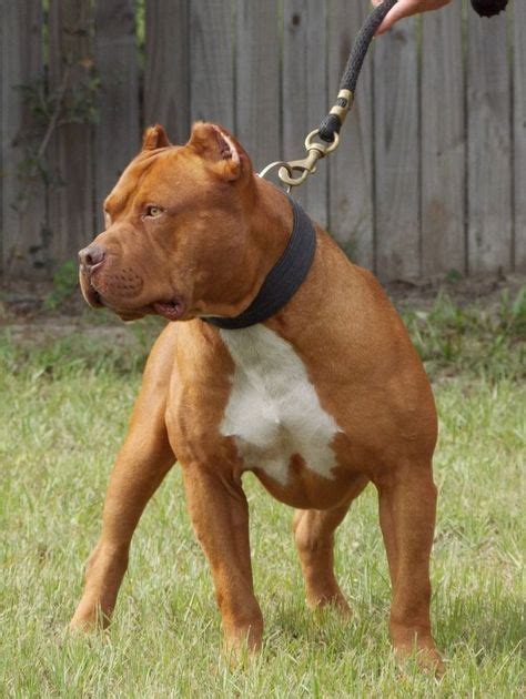 Droll Red Nose American Pitbull Terrier Red Nose Blue Nose Pitbull