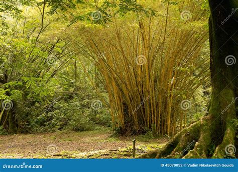Bamboo Tree Stock Photo Image Of Maui Tropical Hana 45070052