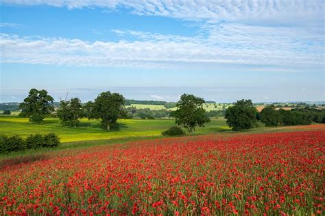 Download 1680x1050 Poppy Red Field Trees Wallpapers For Macbook Pro