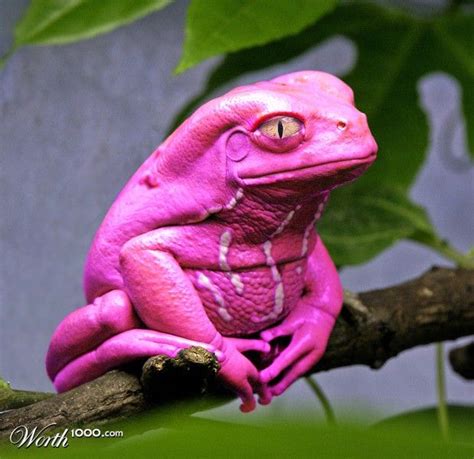 Purple Pink Purple Pictures Of Poison Dart Frogs Poison Dart Frog The