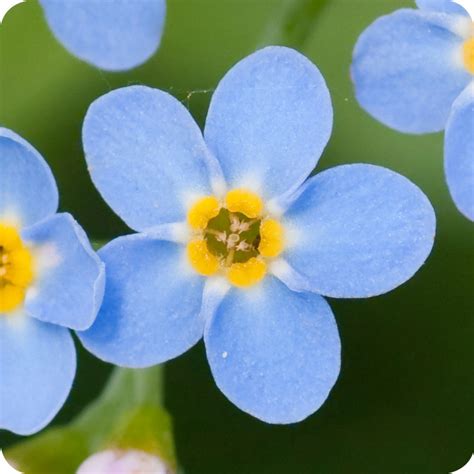 Wood Forget Me Not Myosotis Sylvatica Plug Plants Cumbria Wildflowers