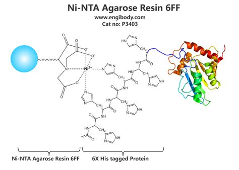 Ni Nta Agarose Resin Ff For His Tagged Protein Purification