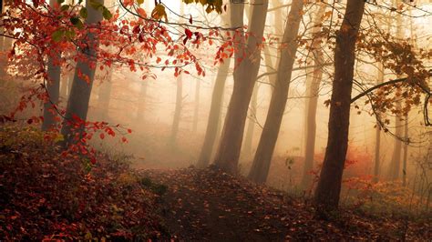 1600x1000 Landscape Nature Forest Path Leaves Trees Mist Sunlight