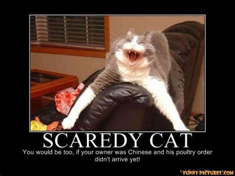 Scared Cat