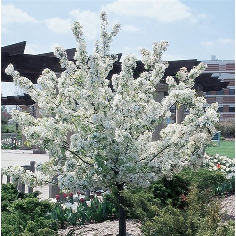 364 Gallon White Flowering Sarah Crabapple In Pot With Soil In The