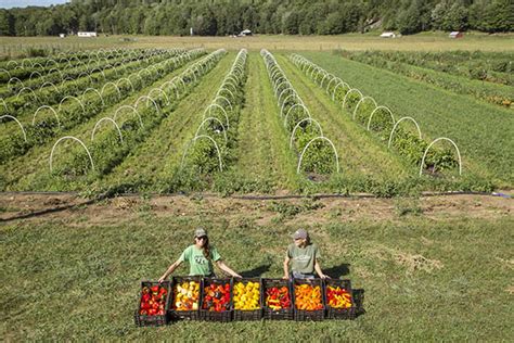 High Mowing Organic Seeds Power Of Seed Growing A Greener World