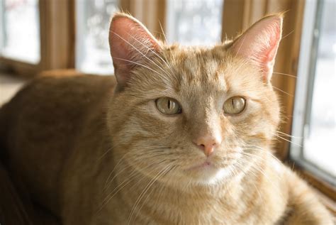 A yellow tabby cat outside showing his green eyes. Yellow Cat Studio: March 2011