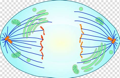 Anaphase Mitosis Meiosis Cell Division Metaphase Cells Transparent