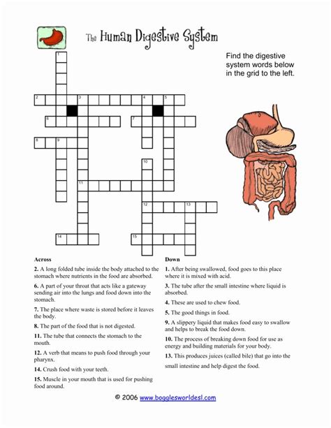 Read the descriptions of the large organs, as well as those of the small organs on the next tab. 50 Digestive System Worksheet Answer Key (2020 ...