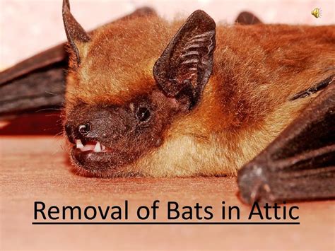 Ppt Removal Of Bats In Attic Powerpoint Presentation Id7442251