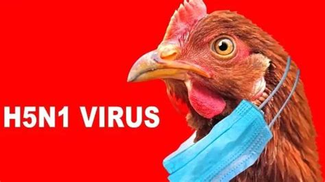 Bird Flu Outbreak Warning Signs Of Avian Influenza In Humans Health
