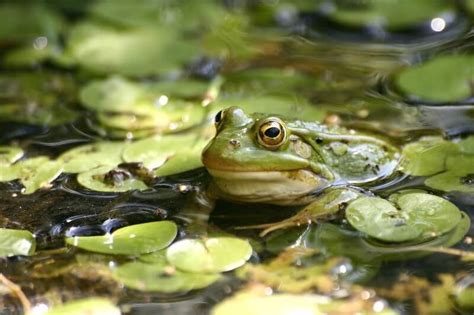 I Know Bullfrogs Are Not Good For A Pond But Are Other Types Of Frogs