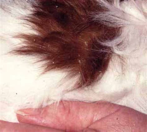 Surface Mites In Dogs Cats And Rabbits Companion Animal