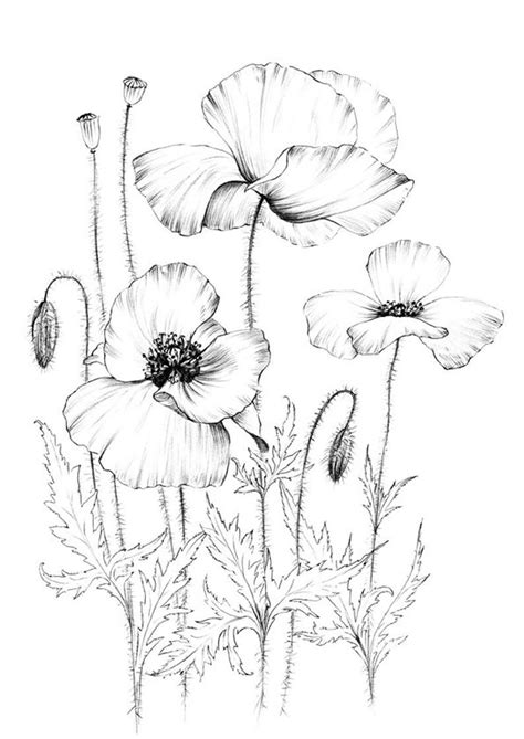 Poppy Sketch Wild Flower Clipart Botanical Print Large A1 Art