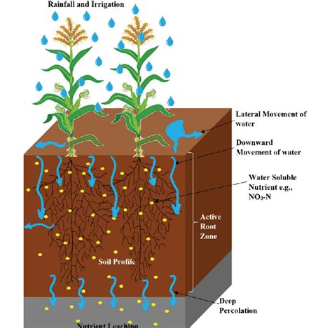 Schematic Representation Of Nutrient Leaching In The Soil Profile