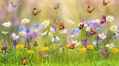 Spring Meadow Wallpapers 63 Background Pictures