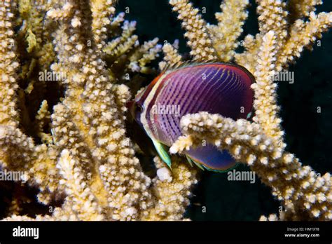 A Triangular Butterfly Fish Sheltering In Staghorn Coral Stock Photo