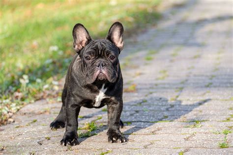 Regardless the reason for your frenchie's shedding is a completely normal process for dogs in which they shed their old or damaged hair according to webmd veterinary reference. A Guide to the French Bulldog | Veterinarians.com