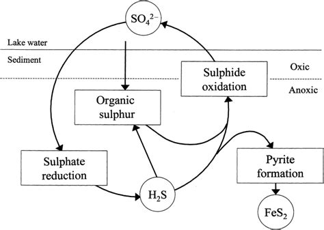 Easy Sulfur Cycle Diagram
