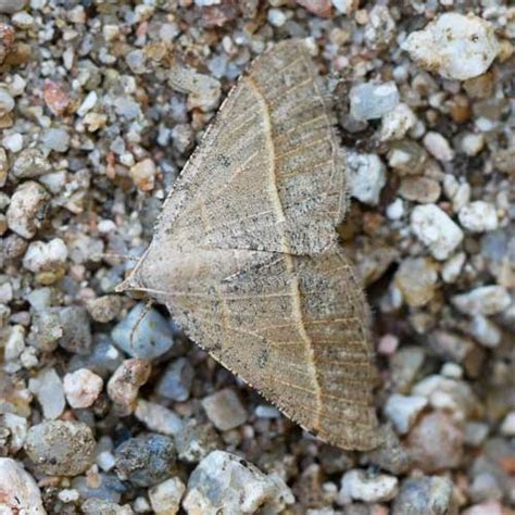Dead Leaf Moth Ptichodis Ovalis In The Sonoran Desert