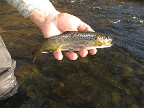 Fly Fishing Spots In Maine Picture Of Fishing
