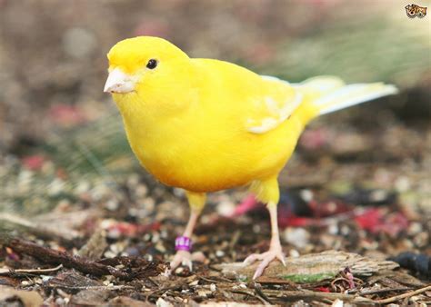 All About The Canary Pets4homes