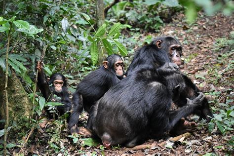 Ngogo Chimpanzee Research Centre Ngogo Chimpanzee Project