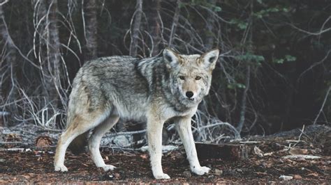 Coyotes And Some Safety Tips Stonebridge Community Association